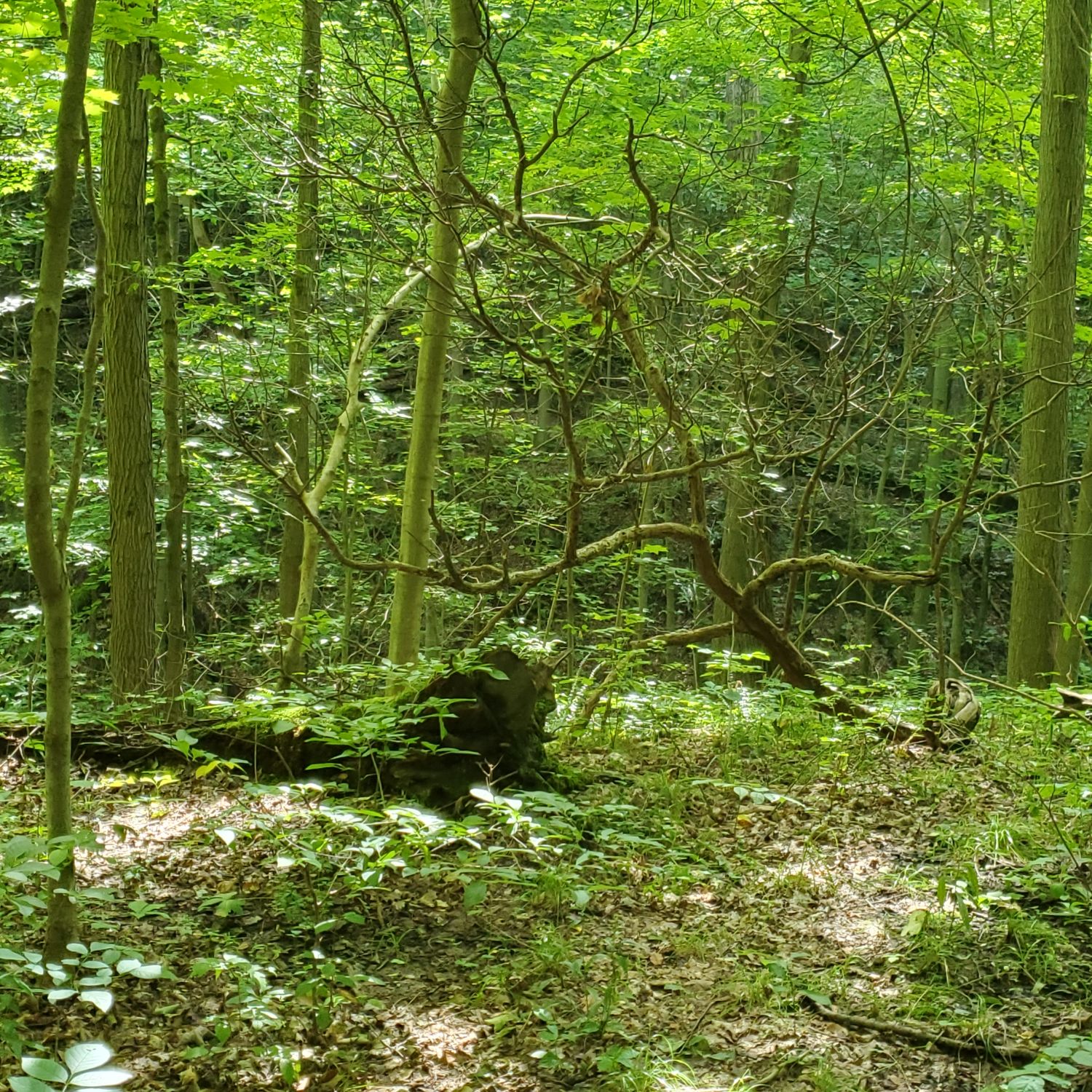 Ledges and Pine Grove Trails 